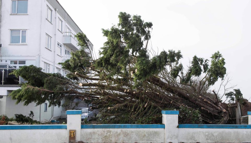  A giant conifer felled by Storm Eleanor has seen house prices in Sandbanks leap 'by £1million'