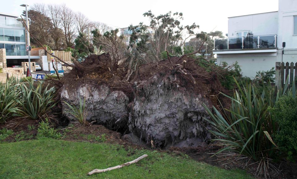  The tree was blocking the view from four luxury properties on the exclusive peninsula