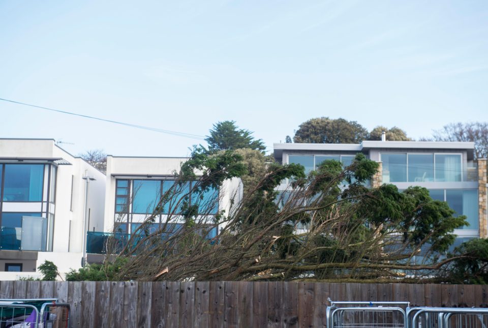  One homeowner said all her dreams had come true after opening her curtains to see the tree had been uprooted