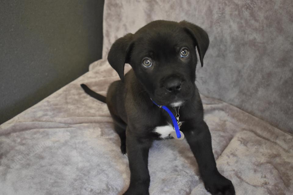  Eight-week-old pup Ronnie was abandoned at Battersea Dogs Home a week after Christmas