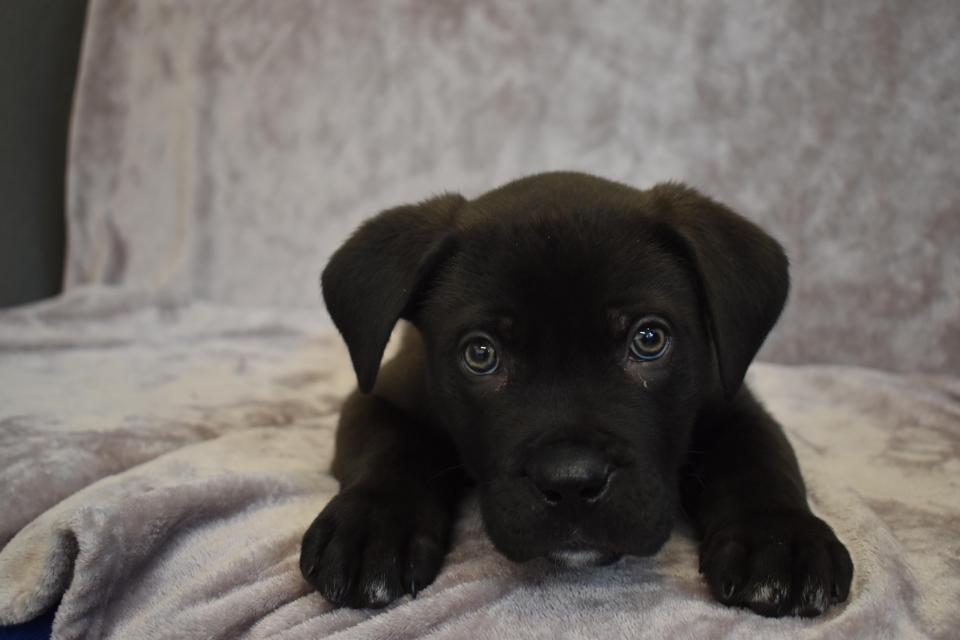  The adorable puppy was taken from his mother too soon and sold online as a Christmas gift