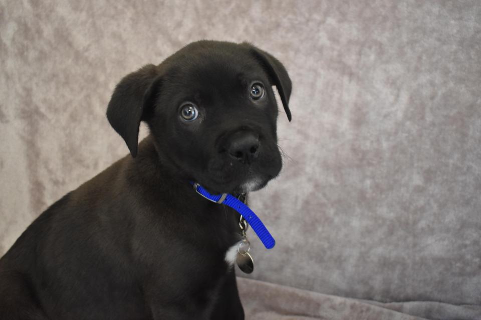  Battersea rescue staff say Ronnie is a 'lovely boy' and will find a new home soon