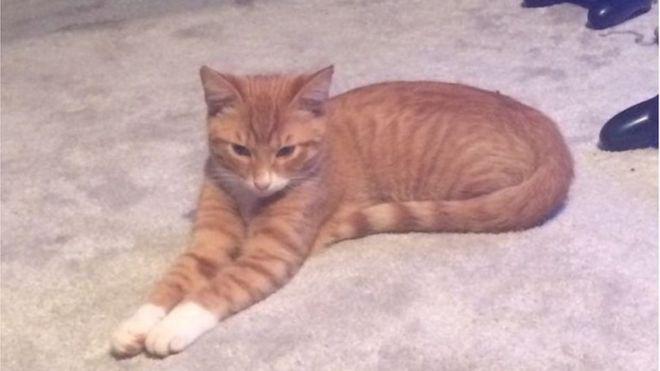  Rusty, whose body was left in a bag on his owner's doorstep in Northampton,