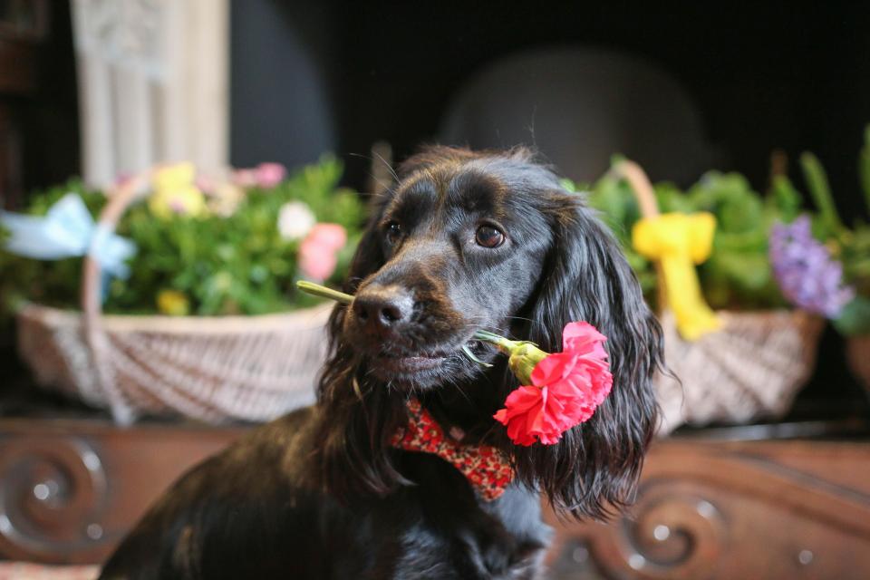  The doggy tea includes a range of treats like chicken and beef meatloaf, homemade dog biscuits and dog ice cream