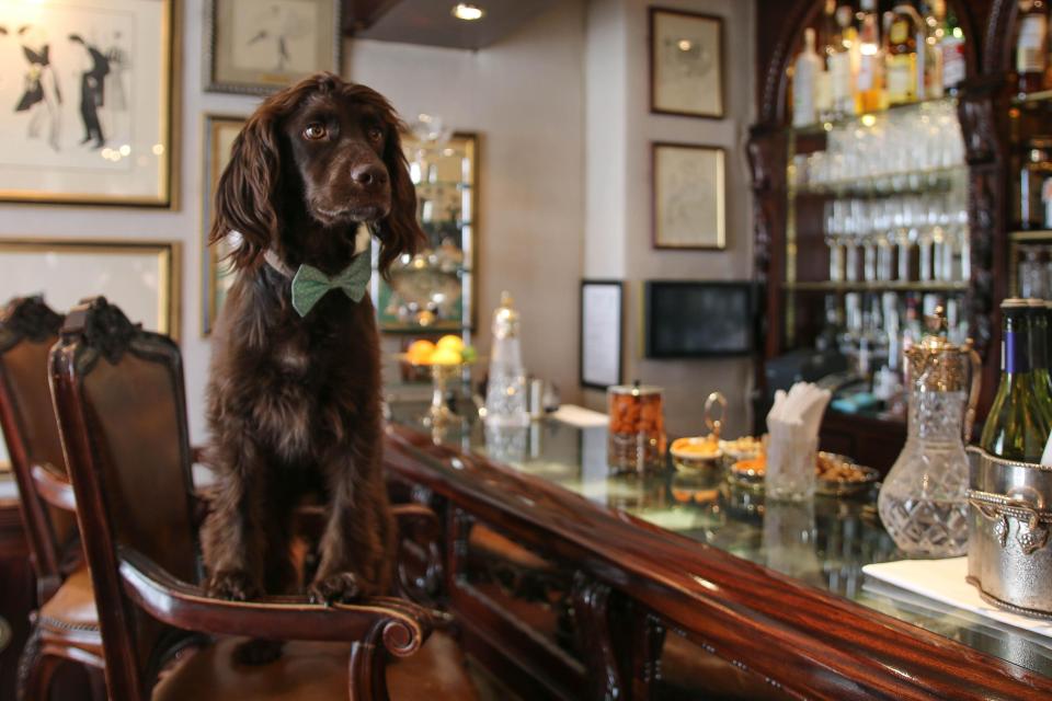  Those who want to provide their dogs with the full luxury hotel experience can also book a hotel room with their pooch