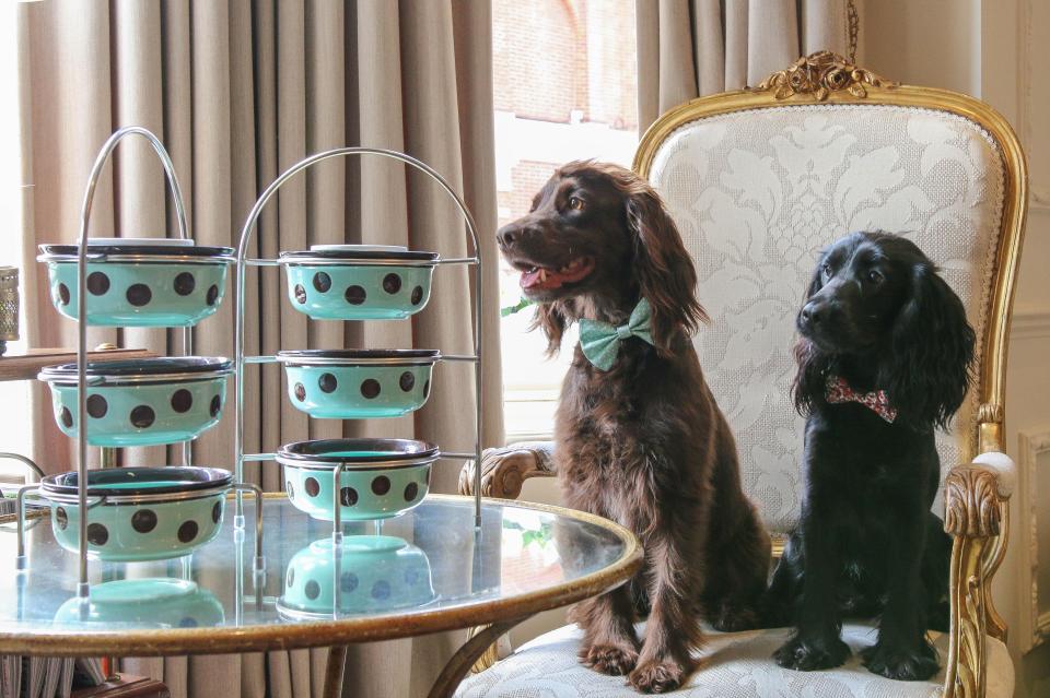  The Egerton House Hotel in Knightsbridge is offering afternoon tea for humans and their dogs