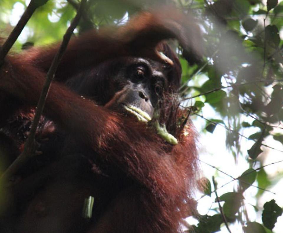  Orangutans were filmed creating their own ointment from leaves to treat aching limbs