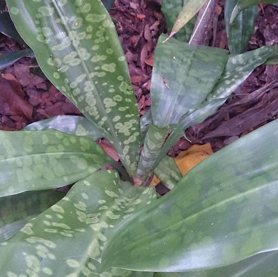  The plants were found to be Dracaena cantleyi - a plant known by locals to have healing properties