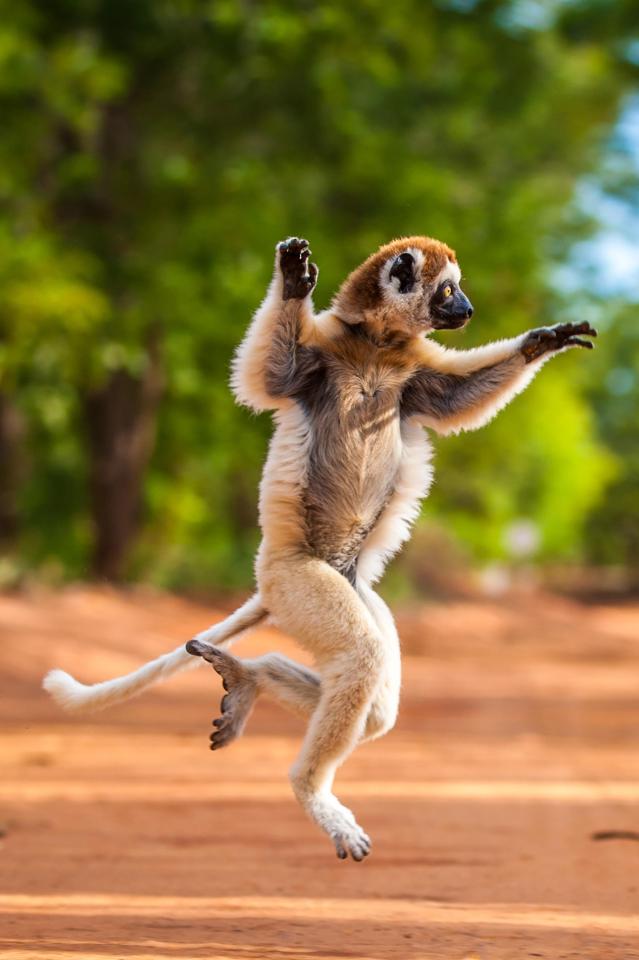  The amazing set of photographs was captured by Australian Wildlife Cinematographer Shannon Wild