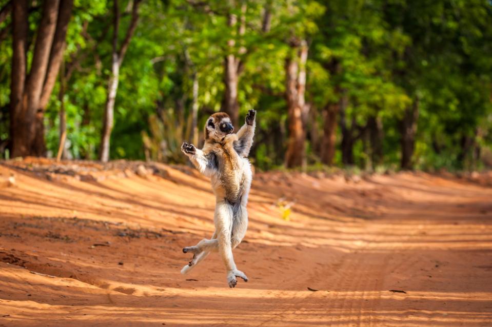  The Verreaux's Sifaka is known as the Dancing Sifaka