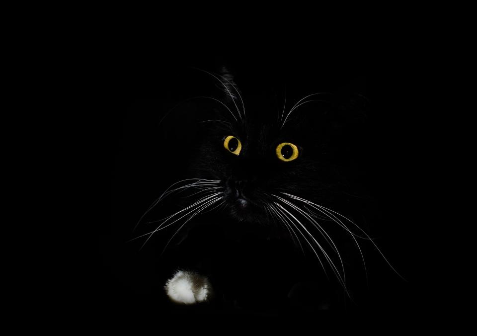  Black cats are traditionally associated with superstition, bad luck or witchcraft