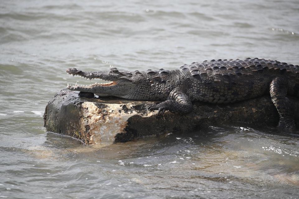  You could see crocodiles on a tour of the Everglades