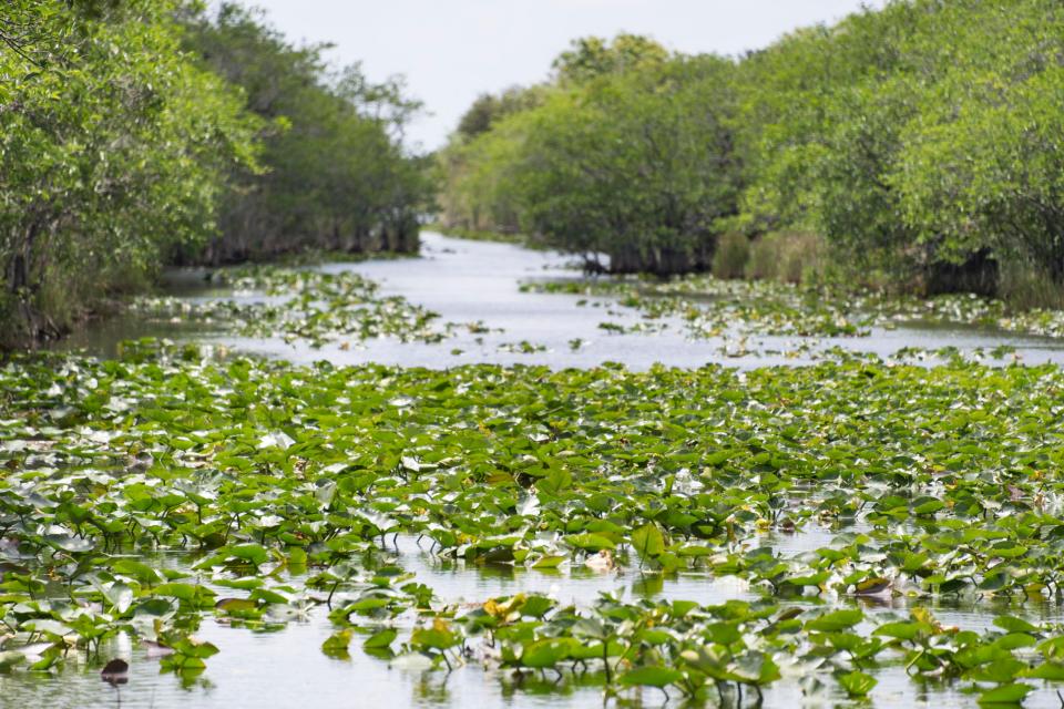  The Everglades is one of Miami's most famous tourist attractions