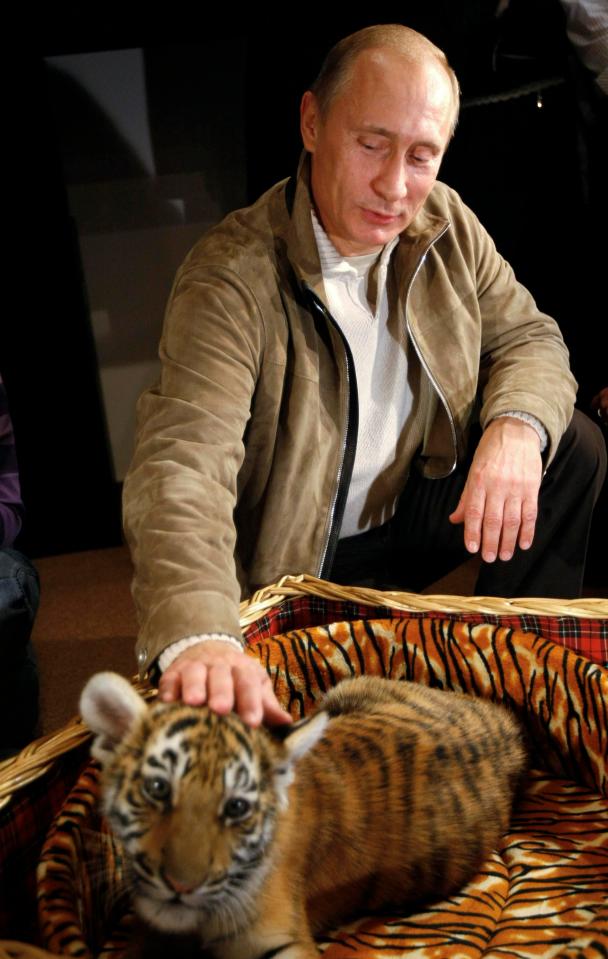  Putin was given this tiger cub as a birthday present in 2008