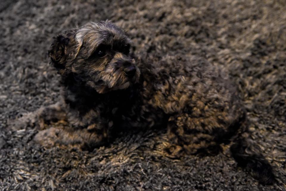  Marley has gained the nickname 'Hound-ini' as he blends in with the living room rug