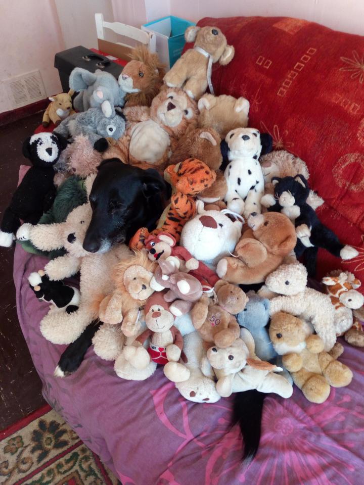  Labrador Ben collects soft toys so he can get lost in a crowd, says Barbara Pain from Malvern, Worcs