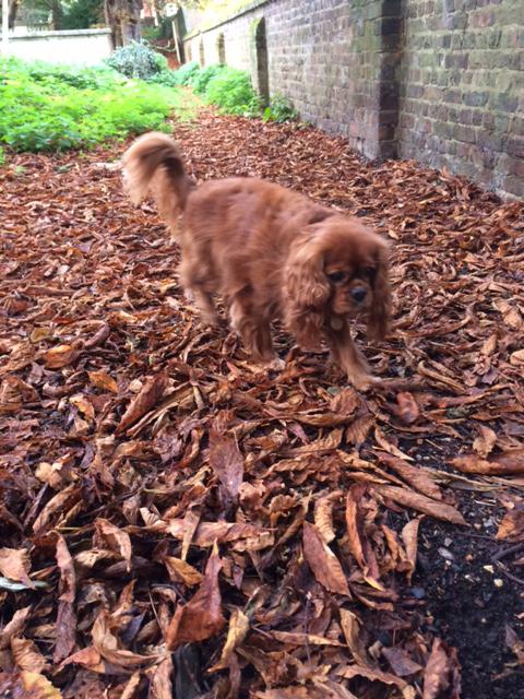  Cavalier King Charles spaniel Stan keeps owner Tony Parsons on high alert in autumn in Hampstead, North London