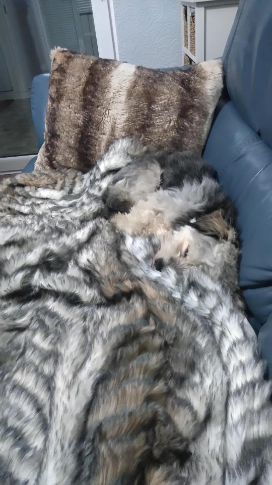  Mutt Teddy is a master of disguise since Helen Hawkins, of Corby, Northants, bought this sofa throw