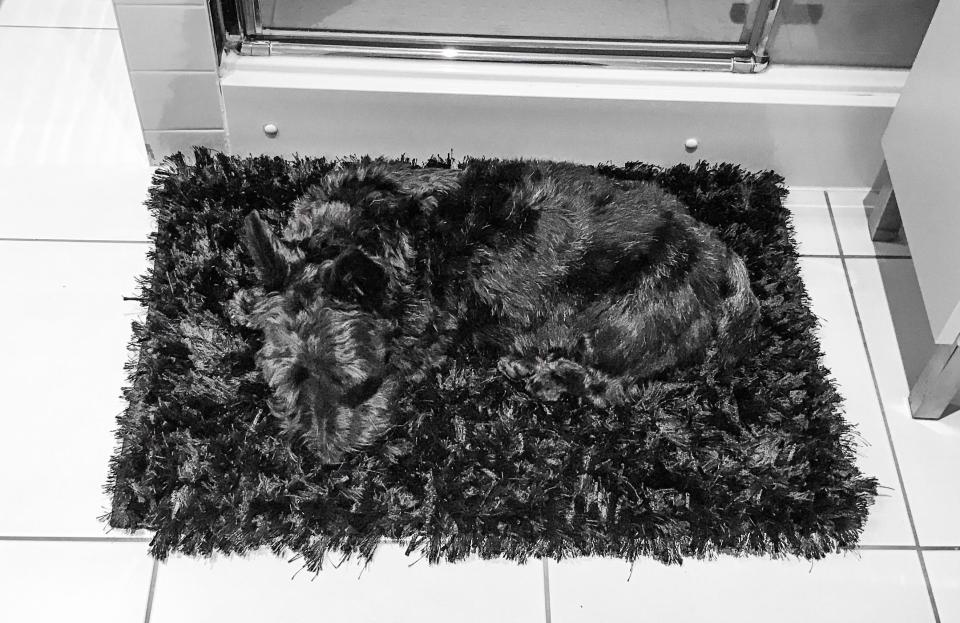  Mark Morris, of Loughton, Essex, said his Scottie lives dangerously, explaining: “I almost step on Momo getting out of the shower in the morning because he’s impossible to see when he sits on my shower mat. Momo will be delighted to have his picture in The Sun”