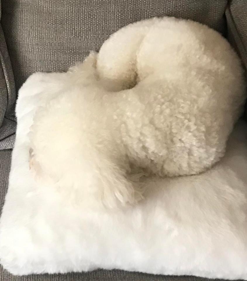  Harley the bichon lives with Jules Burford in Cobham, Surrey, who said: “She often disappears into our cushion”