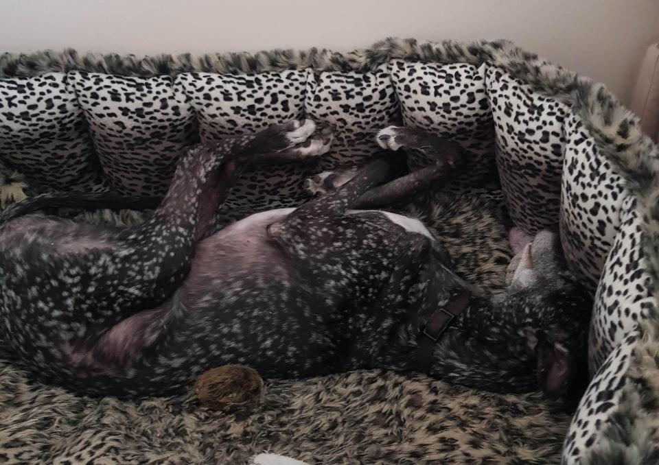  Greyhound Bliss lives with Diane and Peter Griffiths in Epping, Essex – and has a bed to match her fur