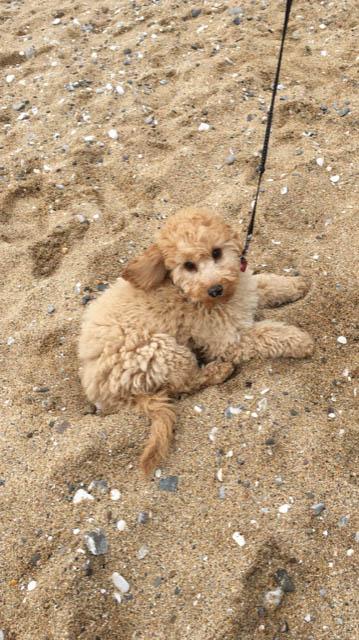  Bronte pretends to be a sand sculpture on a day out with Jenny Darby at Flamborough Head, East Yorks