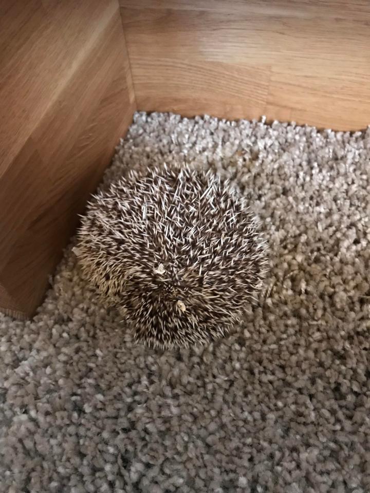  Forrest the pygmy hedgehog keeps Stewart and Tina MacDonald, of Chatham, on their toes