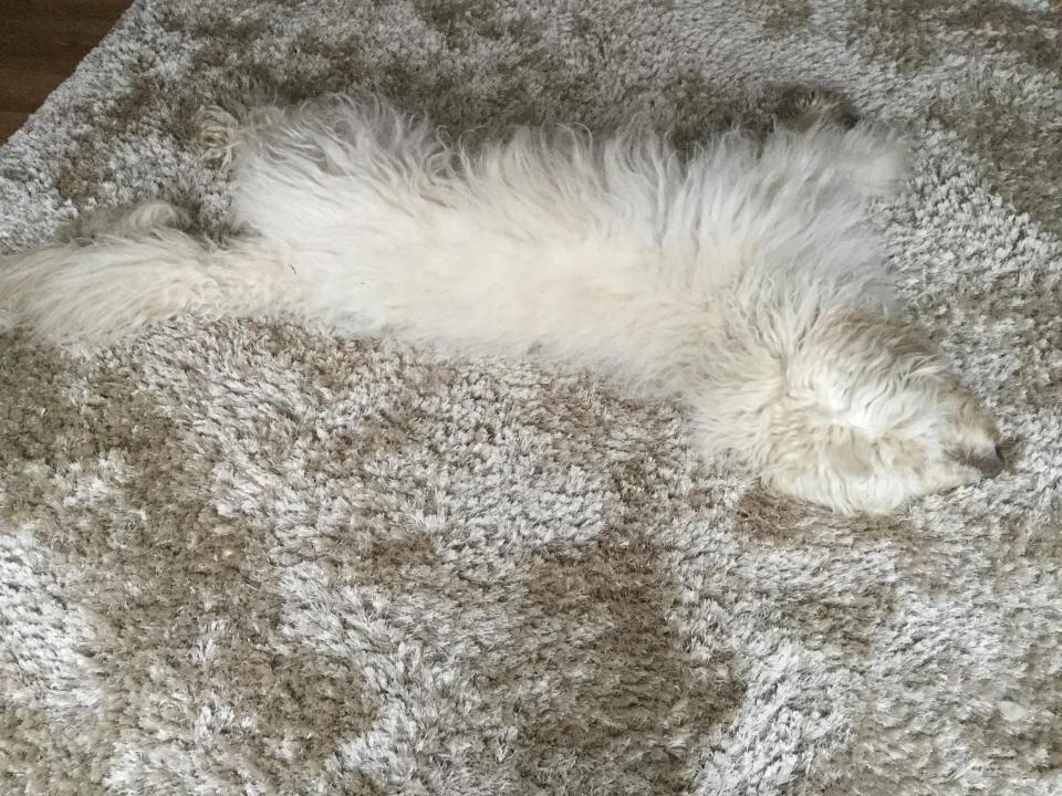  Doodle the goldendoodle from Wakefield, West Yorks, loves mud – and this carpet, says owner Kathy Tattersall