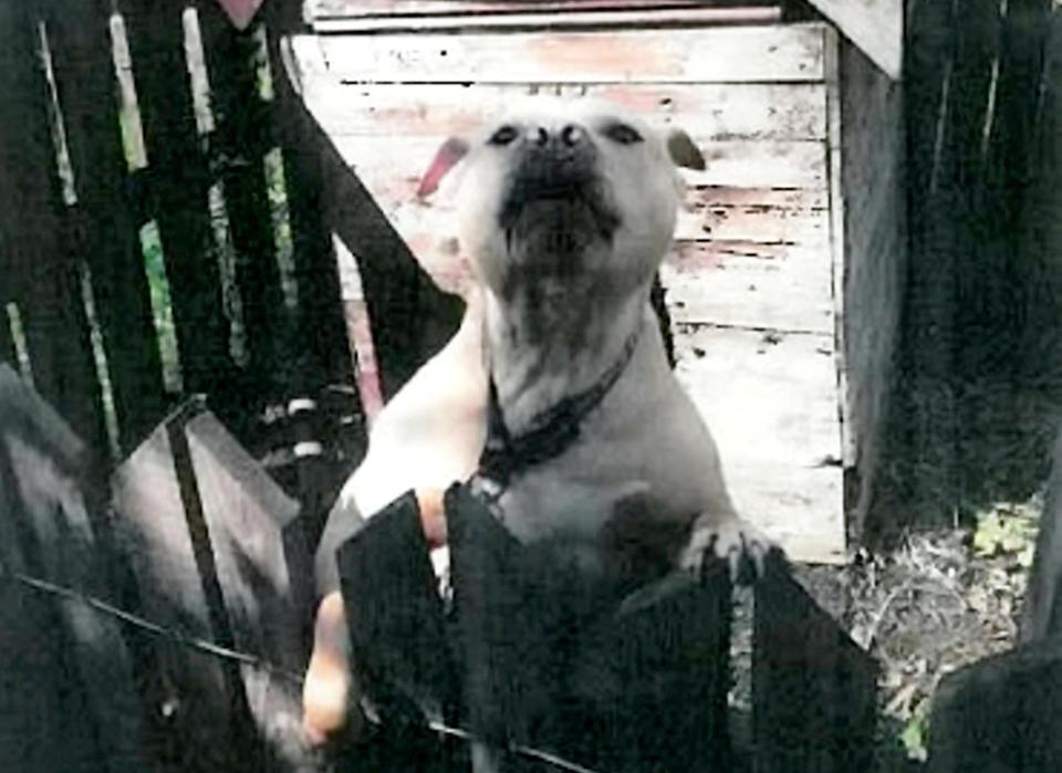  Alex - a female bull-type terrier - escaped by digging under a fence