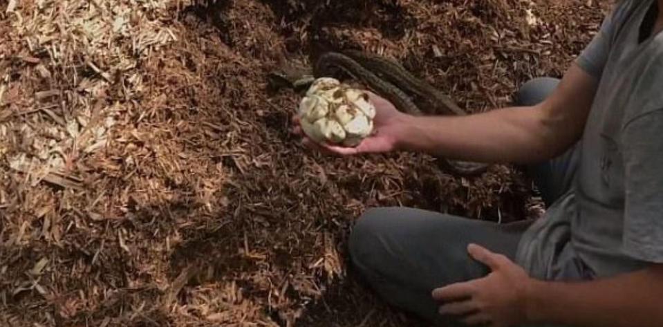  She was sitting on a clutch of eggs, but the mulch pile had to be moved before they hatched