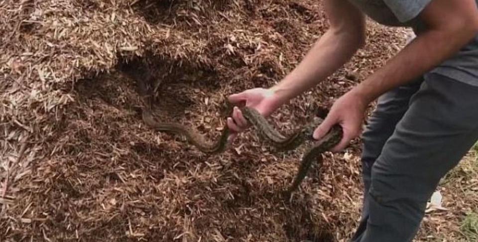  Lockie safely removed the mother snake and her eggs