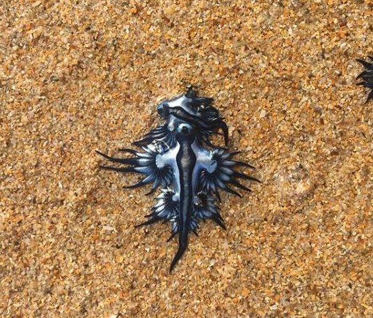  Blue dragon sea slugs float upside down with their sapphire foot on the surface