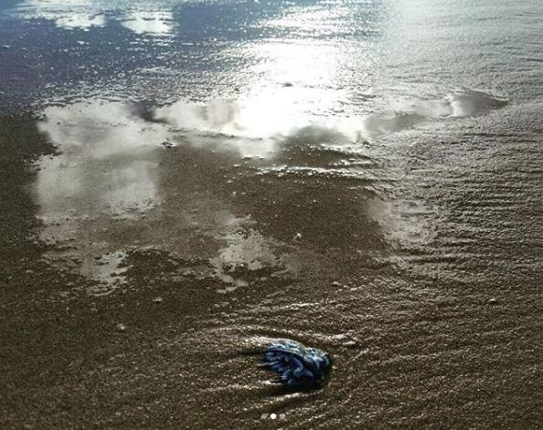  They have washed up at Freshwater and Curl Curl beaches in North Sydney