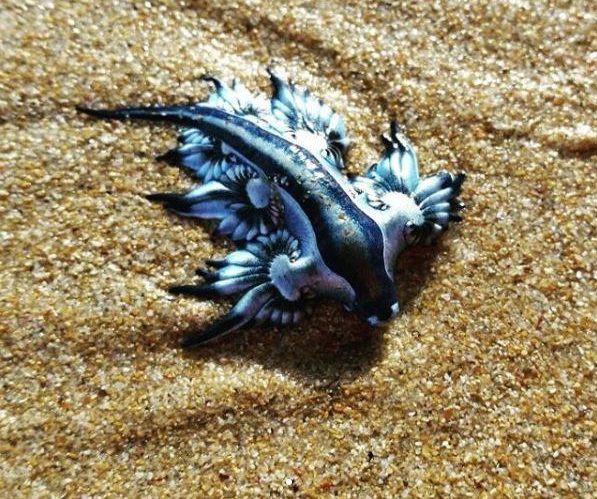  These mysterious blue sea creatures washed up in their hundreds in Sydney