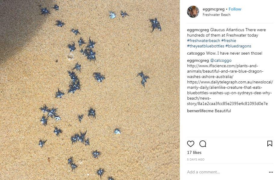  Beach-goers have been amazed by the invasion washed up by the tide