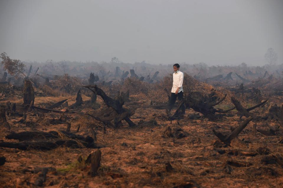  Palm oil production has caused the devastating loss of rainforest land in Borneo, once home to 150000 lost orangutans