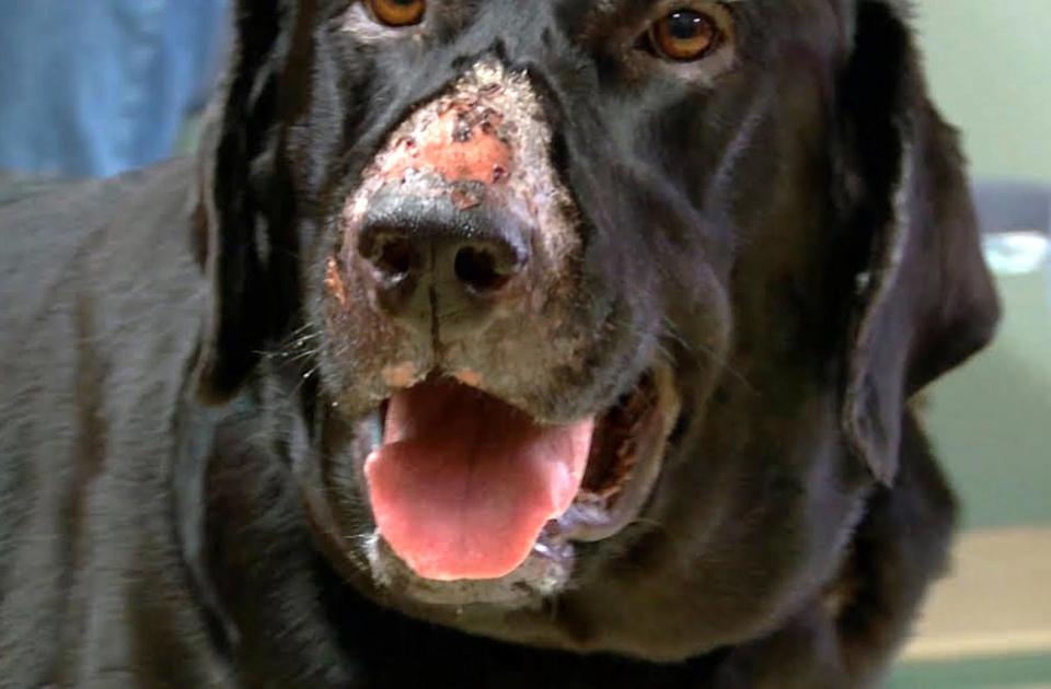  Alabama Rot eats dogs' flesh alive, leaving them with weeping sores