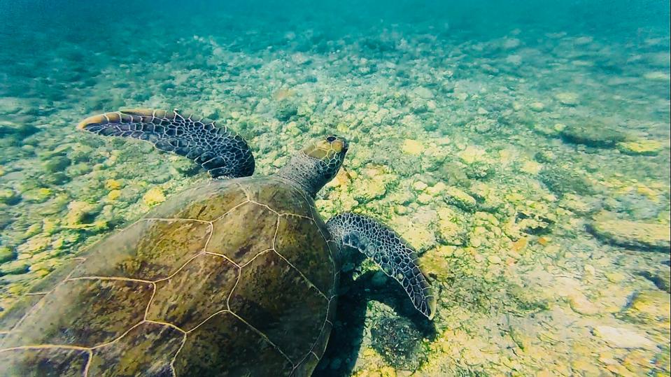  Loggerhead sea turtles, spotted in the shimmering waters of Kalkan in Turkey