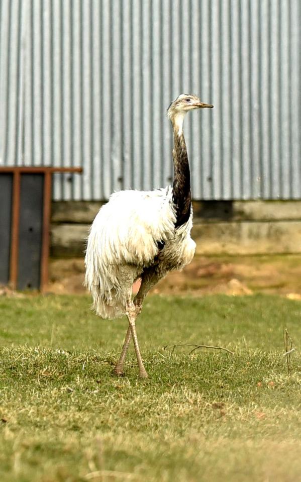  The 6ft rha bird has been spotted in fields near the A3052 / Staffords Cross near Seaton, East Devon