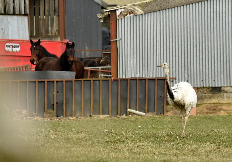  The big bird is accused of ambushing horse-riding youngsters as its owner is said to have given up trying to catch it