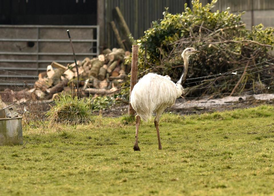  The 6ft South American bird, which can run at 40mph, has been a fugitive for weeks