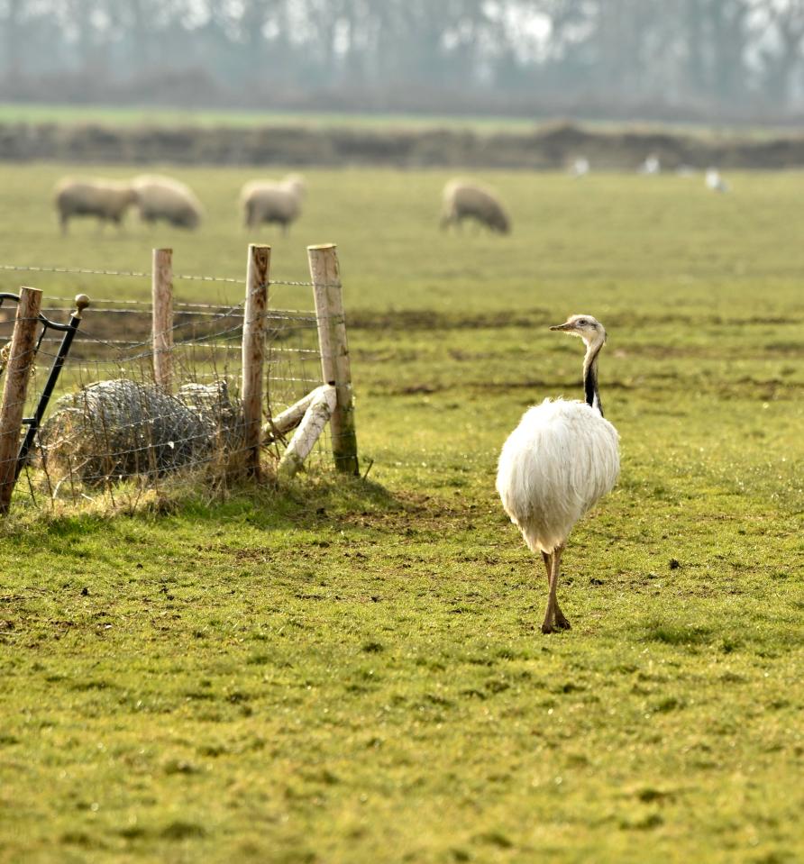  The ostrich-like bird's owner has drawn the ire of the Internet as he is accused of saying the only solution now is to shoot the rhea