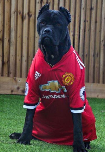  Marcus Rashford put his new puppy saint in a Manchester United kit