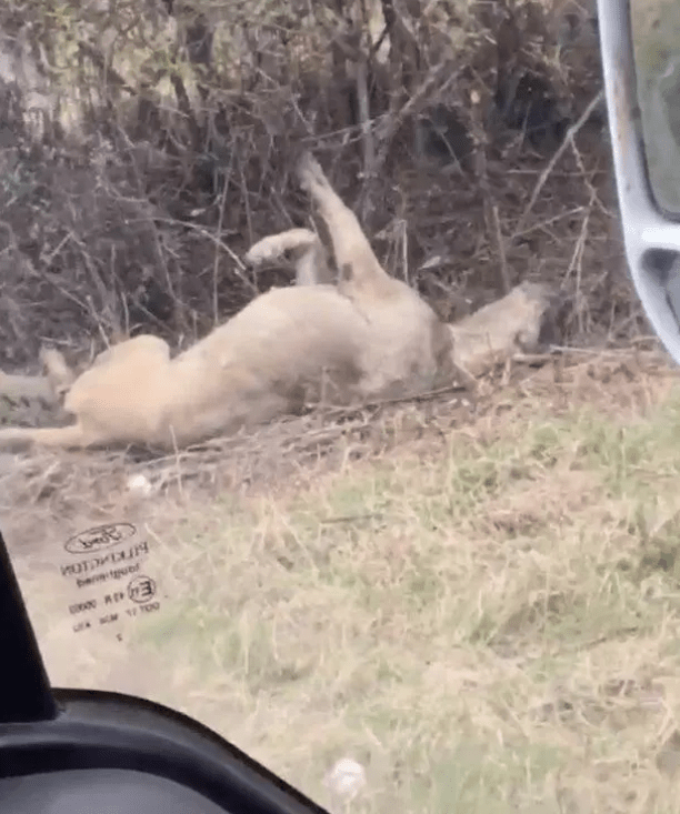 The bodies of mutilated dogs found on the roadside near Bedford are suspected to be linked to fighting