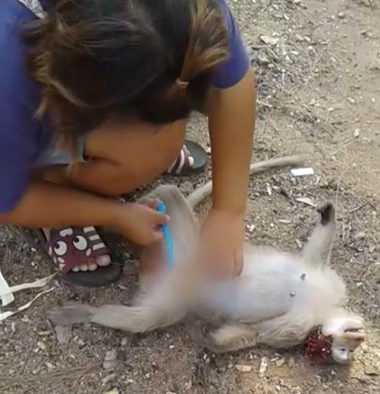  Padtama Kedkuerviriyanon takes a blade to the pregnant monkey after she was a hit by a car