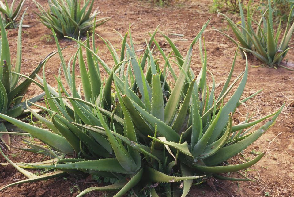  You can grow your own aloe vera plant at home