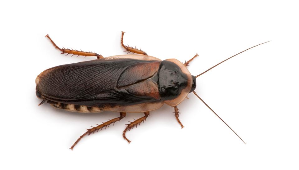  Cockroaches have a set of genes that make them harder to destroy, researchers say