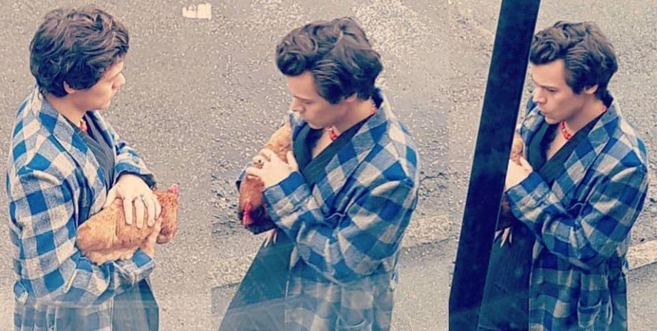  It wasn't just the outfit that had fans wondering what cluck this was all bout - but also the (rubber) chicken Harry was cradling and petting throughout