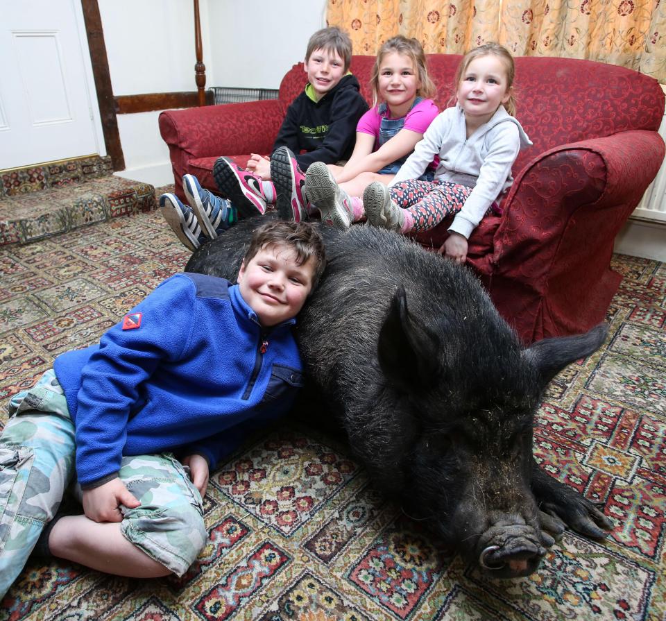  Blossom is so much a part of the family the kids put their feet on her to watch telly