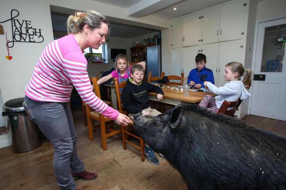  Blossom pigs out on two bucketfuls of grub a day but also begs for bread, cheese and pasta